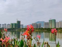 -飞来湖湿地公园