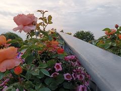 -上海辰山植物园