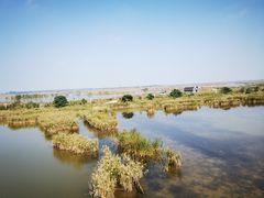 -盐城丹顶鹤湿地生态旅游区