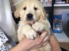 -翊宠yipet猫狗购宠庄园犬舍•猫舍