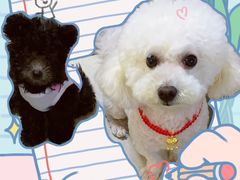 -翊宠yipet猫狗购宠庄园犬舍•猫舍