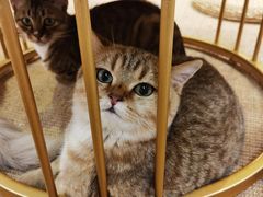 -Heymao猫咖.咖啡厅(东门店)