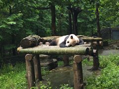 -都江堰中华大熊猫苑