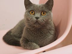 -三花喵·撸猫购宠·宠物生活馆(虹桥南丰城店)
