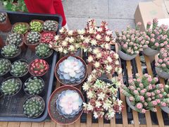 -南山植物园