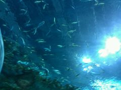 android_upload_pic-万岁寿司(万国店)