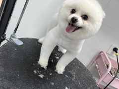 -帕帕拉兹宠物(亚洲旗舰店)