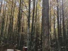 -山王坪喀斯特国家生态公园