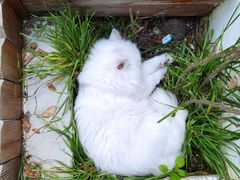 -喵屿·大理花园猫咖