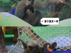 -广州长隆野生动物世界