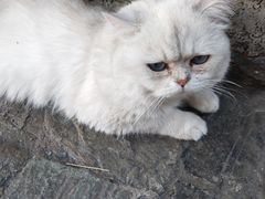 -喵屿·大理花园猫咖