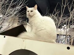 -萌喵宠狗爱心宠咖