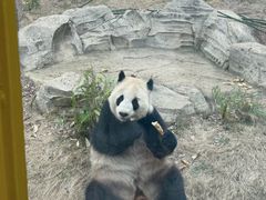 -武汉动物园