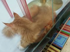 -糯米喵星人·撸猫猫舍咖啡馆(西市场嘉华店)