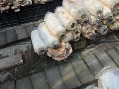 -大自然农场蔬菜草莓采摘园