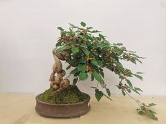 -深圳仙湖植物园