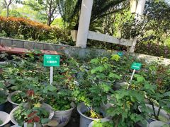 -南山植物园