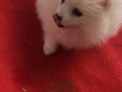 -中环花鸟鱼虫市场