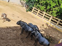 -西霞口神雕山野生动物世界
