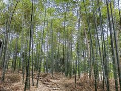 -宜兴龙背山森林公园
