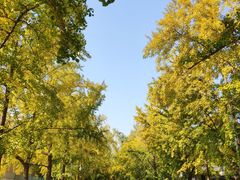 -三里屯东五街银杏大道