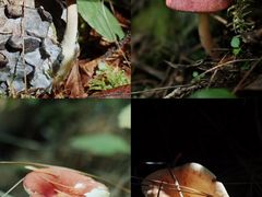 -大理董·董家小厨野生菌火锅(古城旗舰店)