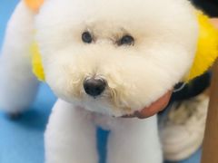 -博特宠物医院24h犬猫全科.骨科·异宠