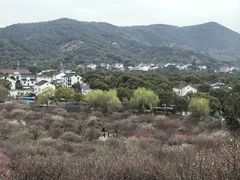 -香雪海