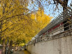 -三里屯东五街银杏大道