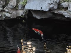 -鲤院·新中式美学·庭院餐厅(夫子庙店)