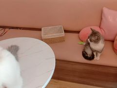 -Sweet cat·星愿猫咖(国贸大厦店)