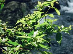 -广州市石门国家森林公园