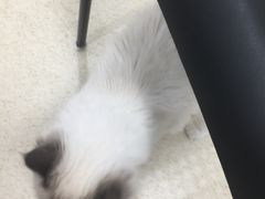 -萌兽医馆·绝育·24小时内科·宠物医院(德胜店)