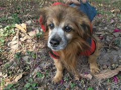 -彩虹桥宠物火化殡葬善终服务(金乐大厦店)