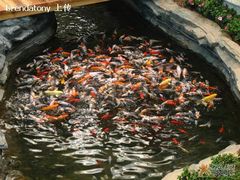 满堂金鱼-绿色时代大酒店