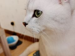 -PETKIT小佩宠物·低压洗护(国顺东路店)