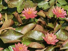 -国家植物园南园