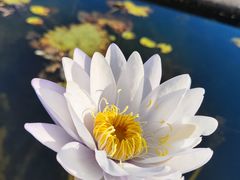 -中国科学院华南植物园