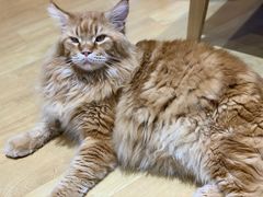 -藏猫猫咖啡主题馆(中央大道店)