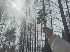 -东平国家森林公园