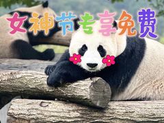 -都江堰中华大熊猫苑