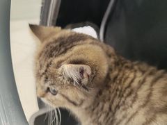 -艾吉宠物医院·疑难杂症转诊中心·猫友好(碧江路院)