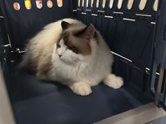 -北京观赏动物医院·24小时大型综合·猫专科·异宠专科