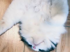 -遇见羊驼·奶狗咖·布偶猫咖·法斗柯基柴犬阿拉斯加(春熙路太古里IFS店)