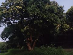 -立新湖公园