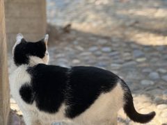 -上海佘山国家森林公园天马山园