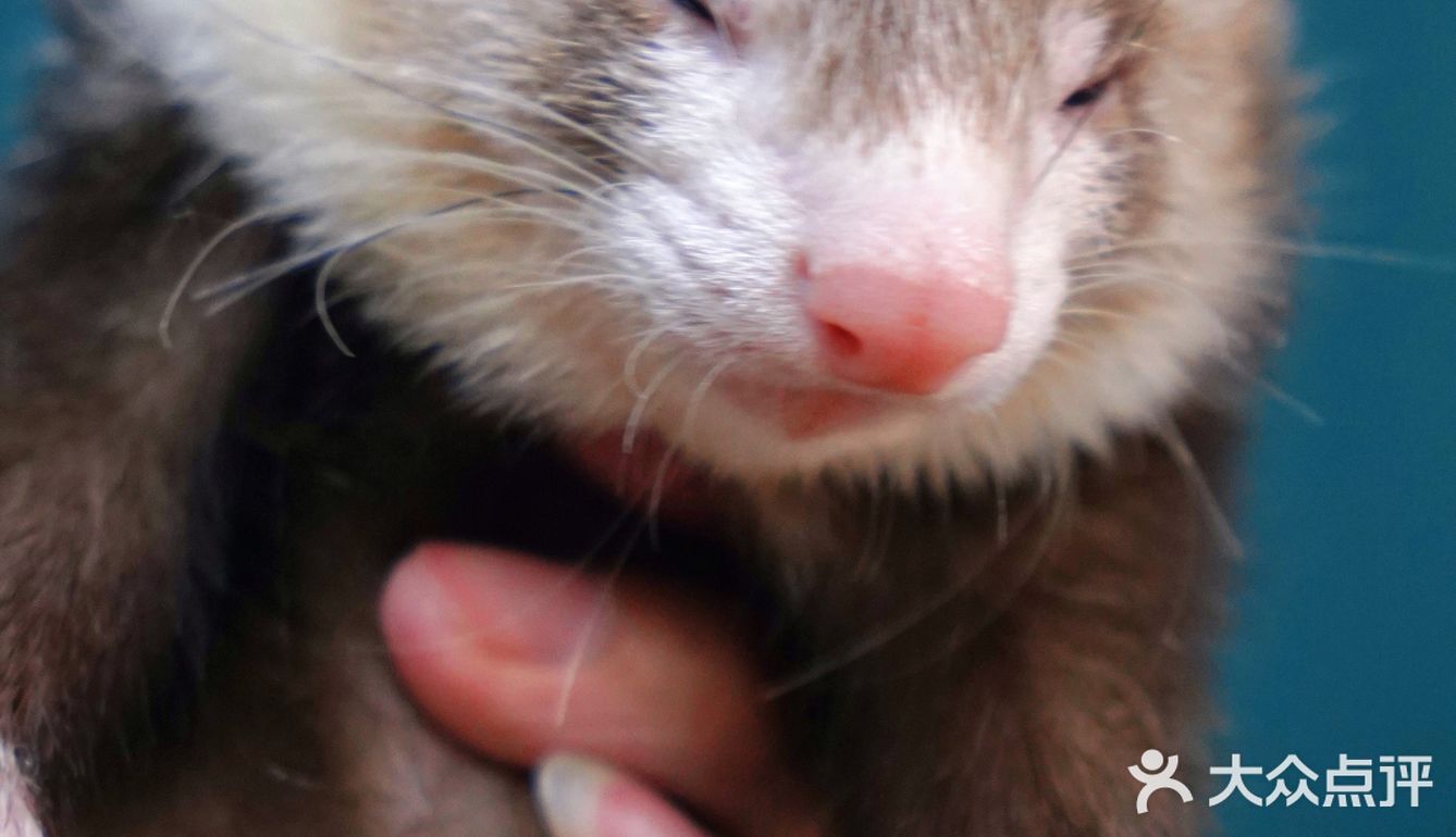 萌宠家族进商城了🔥还有二师兄🐷太可爱了‼️口水都从嘴角流了下来