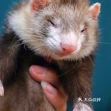 萌宠家族进商城了🔥还有二师兄🐷太可爱了‼️口水都从嘴角流了下来