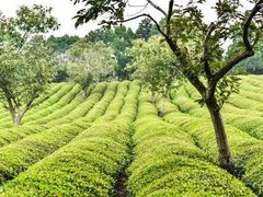 -敬亭山风景名胜区