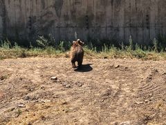 -新疆天山野生动物园